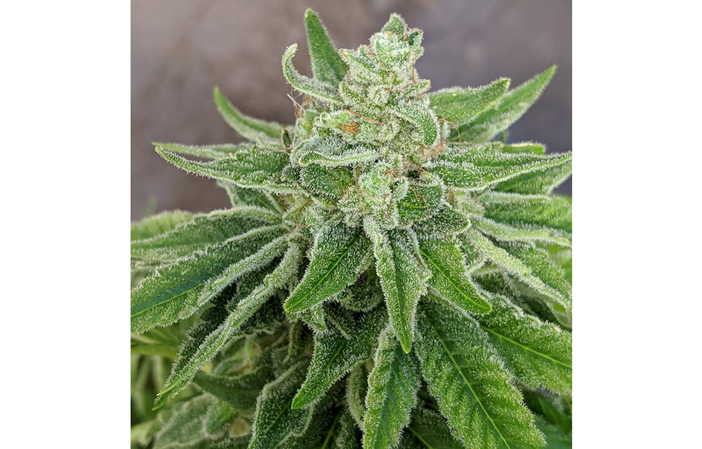 MMXX Fem 6 pk