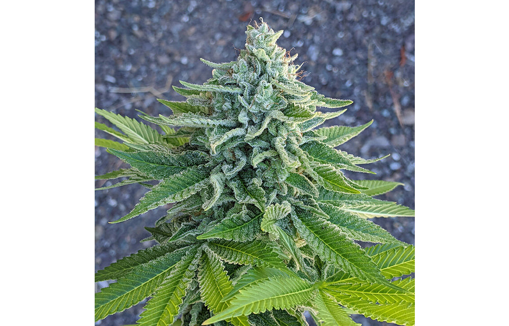 MMXX Fem 6 pk