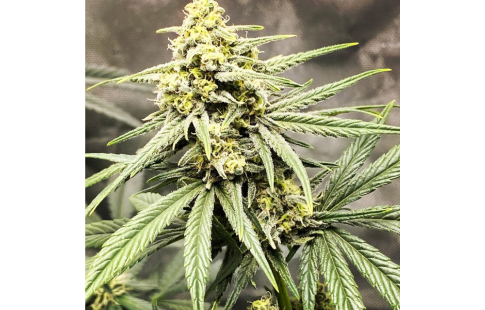 Trainwreck (Arcata Cut) Fem 6 pk