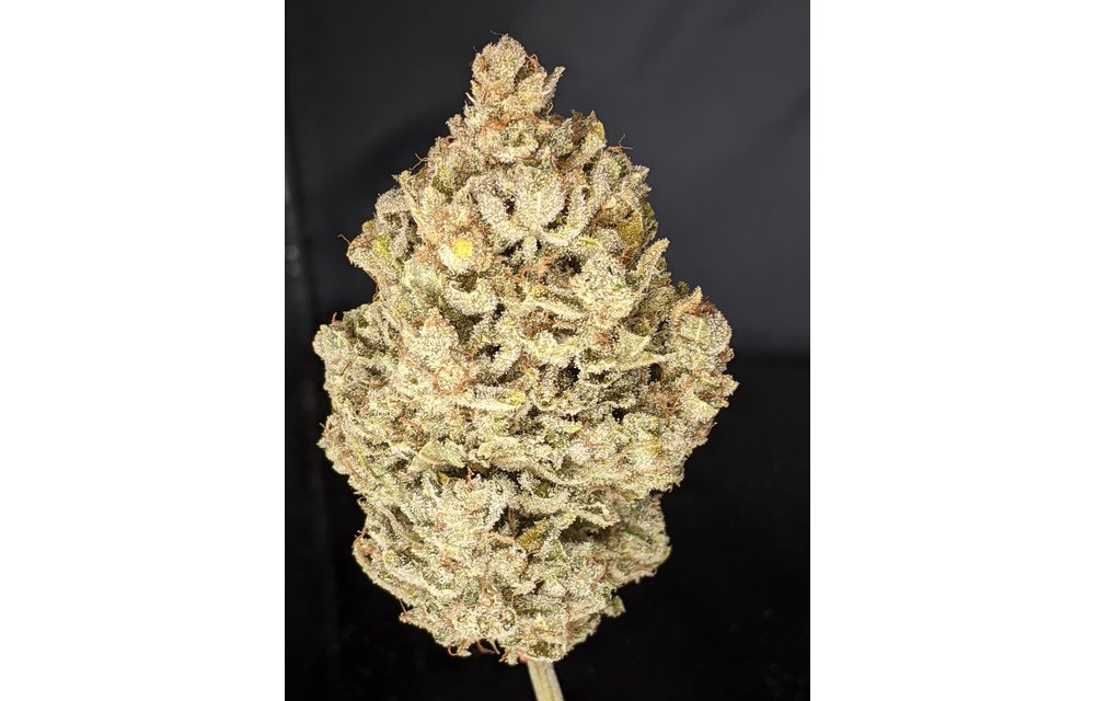 Triks Auto Fem 6 pk