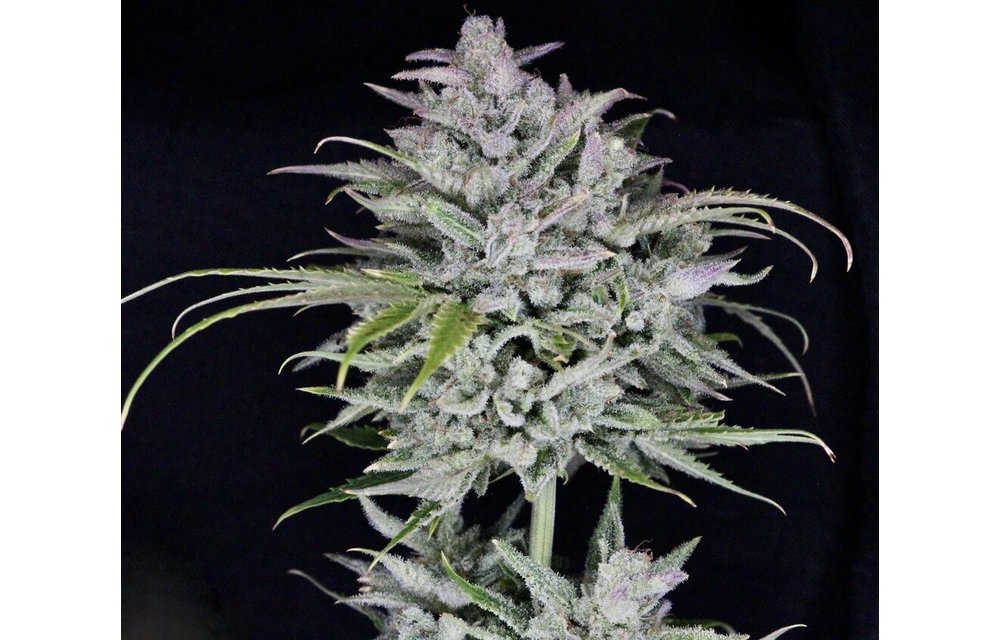 Triks Auto Fem 6 pk