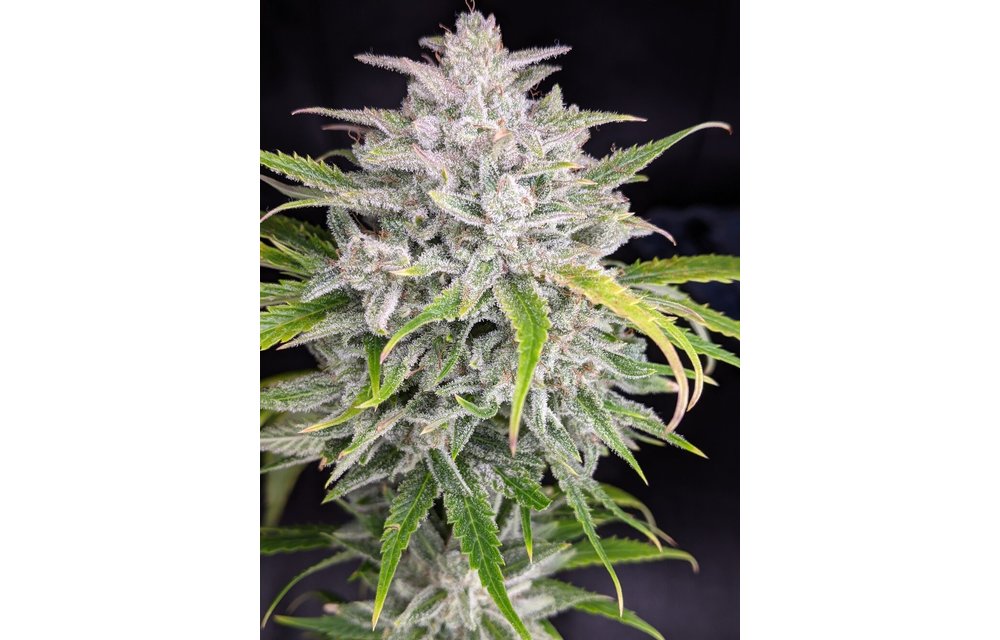 Triks Auto Fem 6 pk