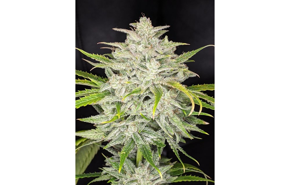 Triks Auto Fem 6 pk