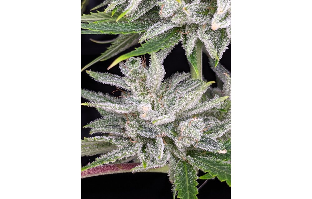 Triks Auto Fem 6 pk