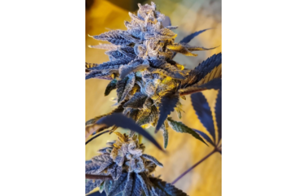 Double Kush Breath Fem 10 pk