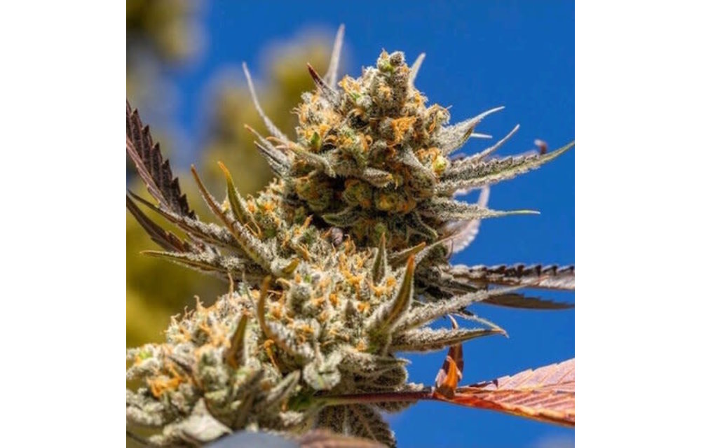Lemon Berry Candy OG R2 Fem 10 pk