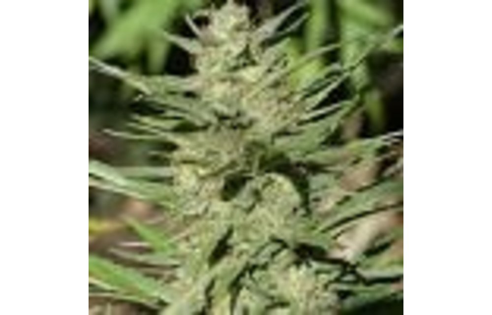 Aladdin's Skunk Reg 12 pk