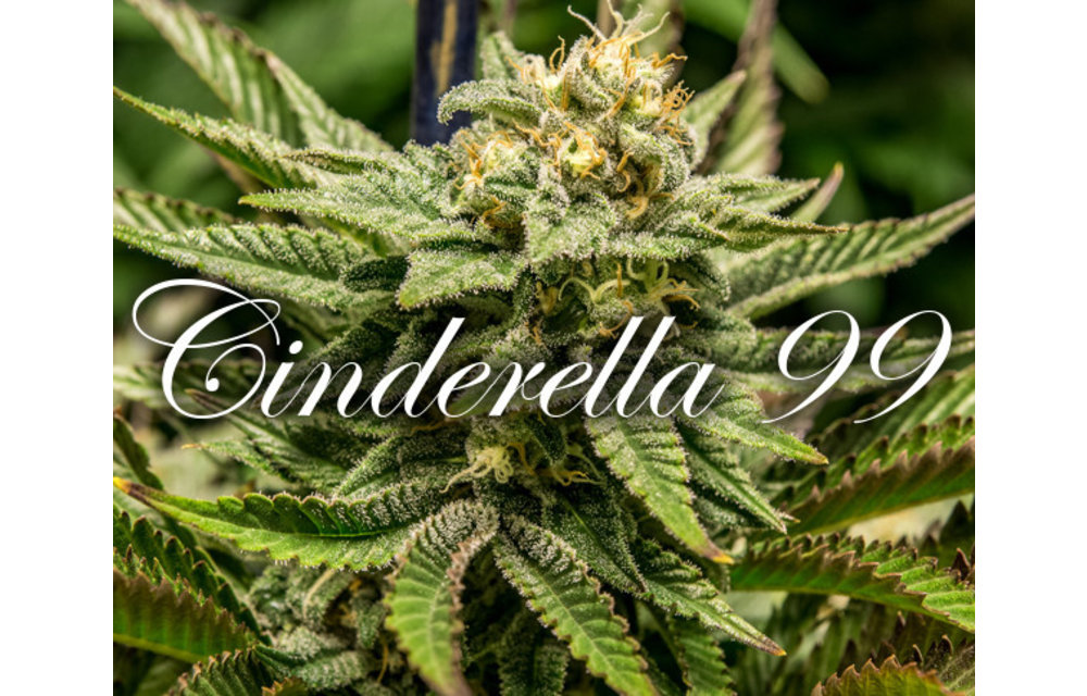 Cinderella 99 Reg 12 pk