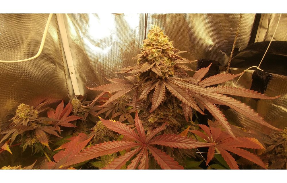 MIKI Dora Reg 10 pk