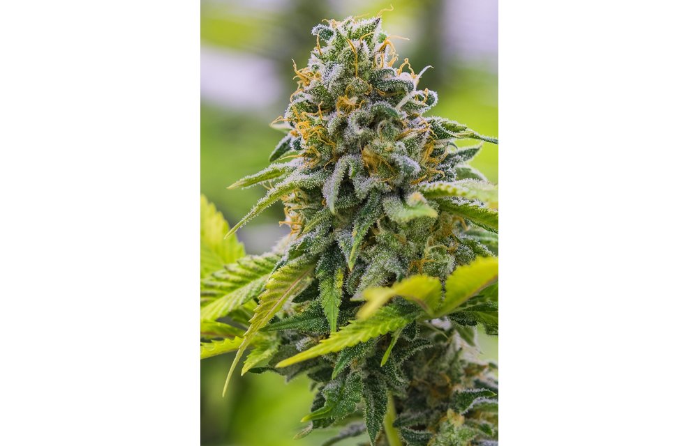 Cinderella XX Fem 9 pk