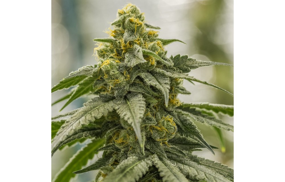 G13 Genius Fem 9 pk