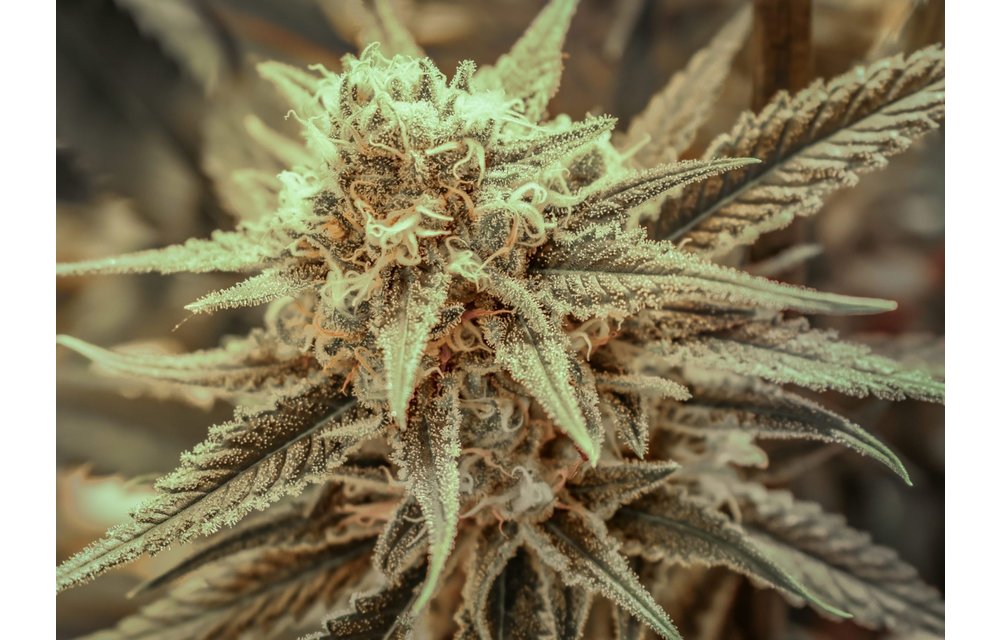 Killer Queen XX Fem 9 pk