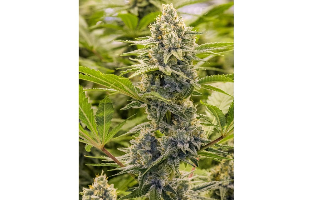 Princess Haze XX Fem 9 pk