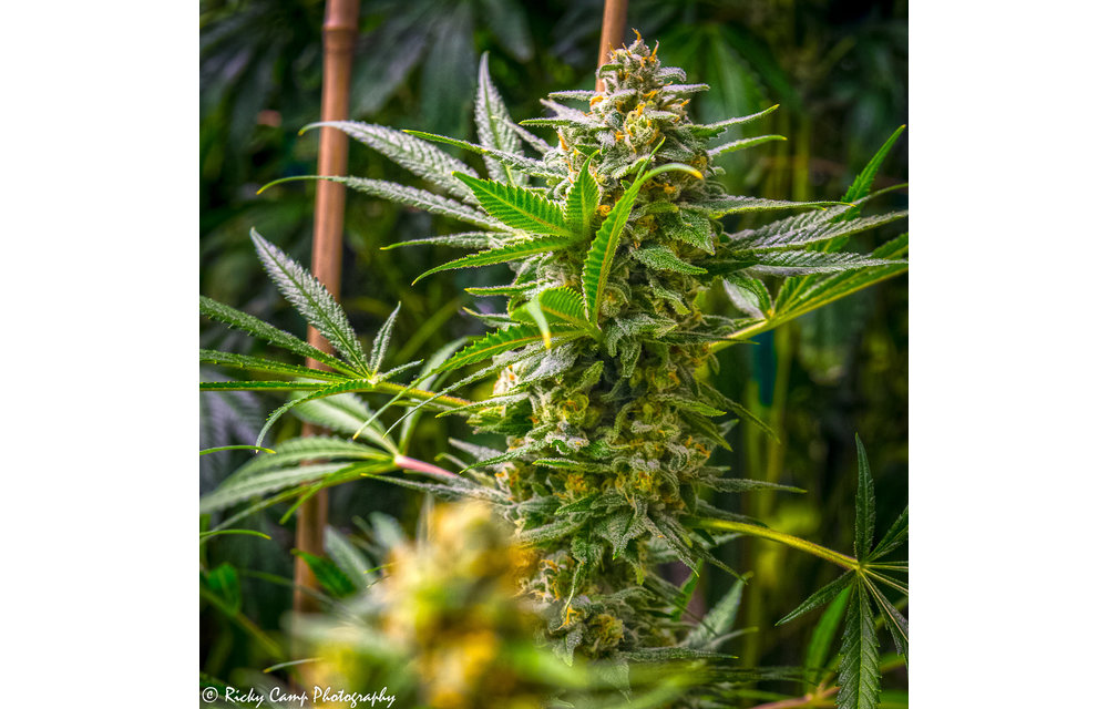 Rosetta Stone XX Fem 9 pk