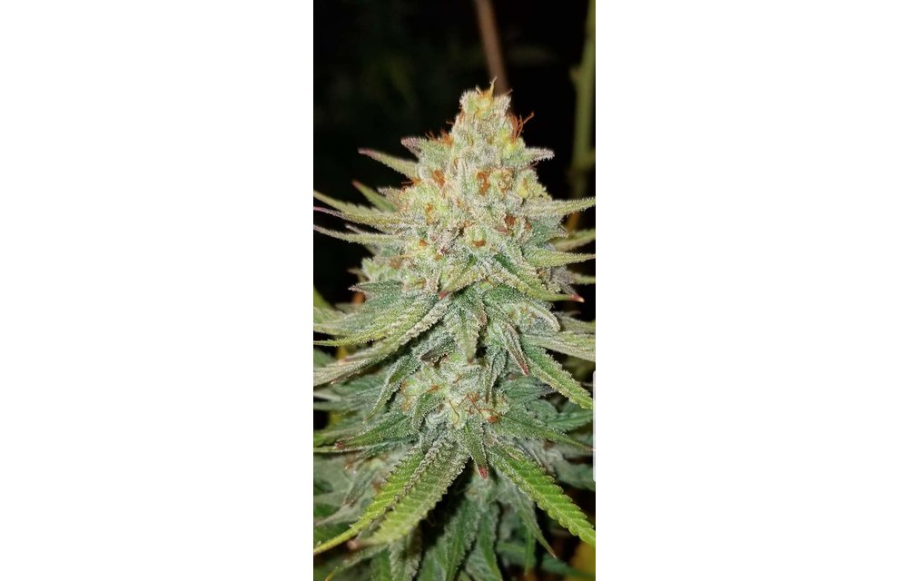 Uptown Funk XX Fem 9 pk
