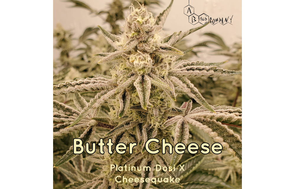 Butter Cheese Reg 10 pk