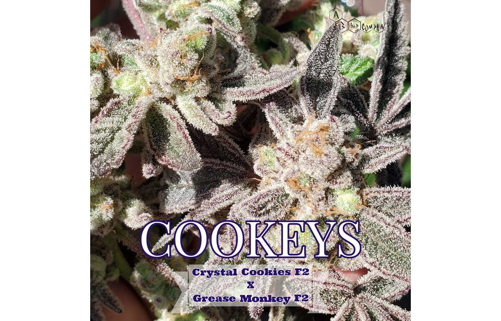 Cookeys Reg 10 pk