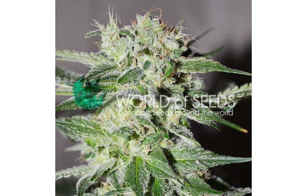 Pakistan Valley Fem Early Version 7 pk