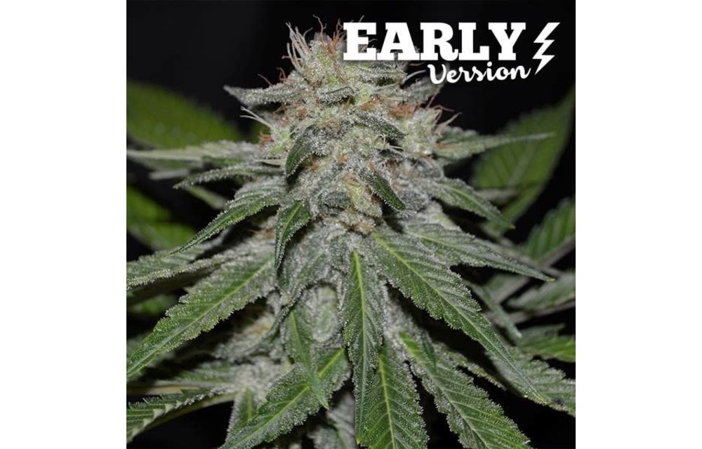 Critical Neville Haze 2.0 Early Version 5 pk
