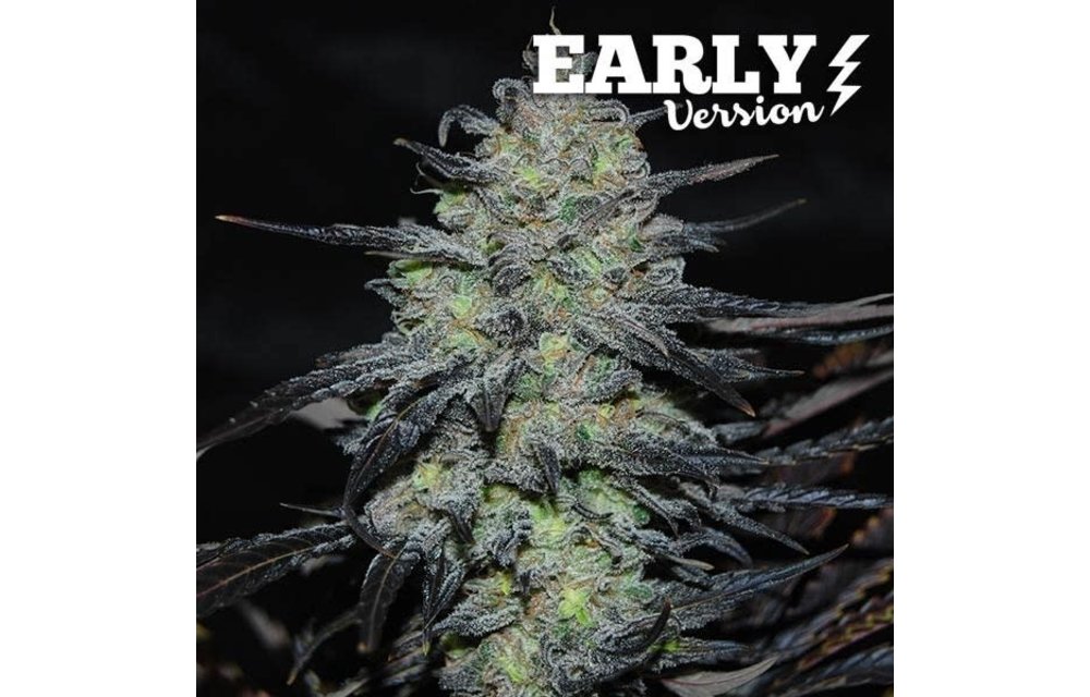 Golosa Early Version Fem 5 pk