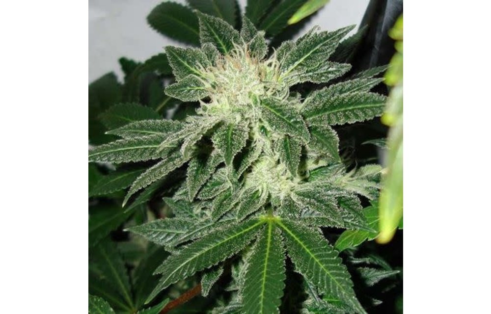 Black Widow Reg 5 pk