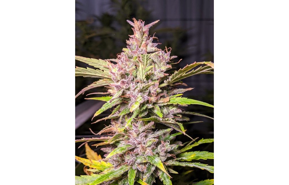 Whiskey Zulu Auto Fem 6 pk