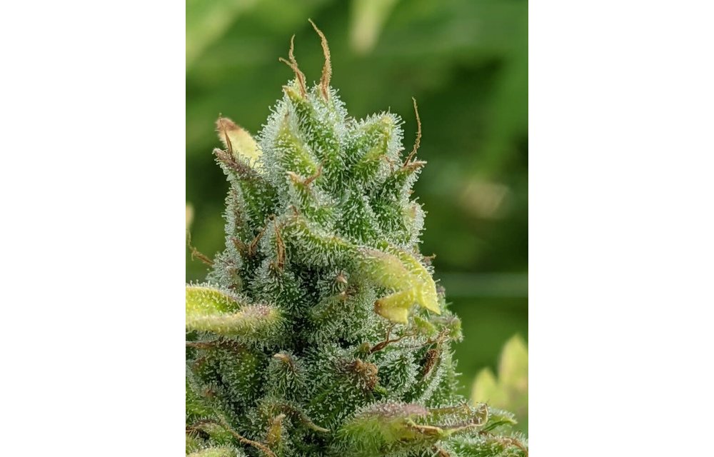 TriZzlers Auto Fem 6 pk