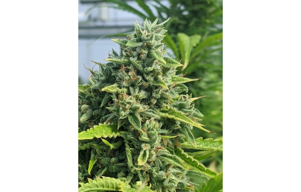 TriZzlers Auto Fem 6 pk