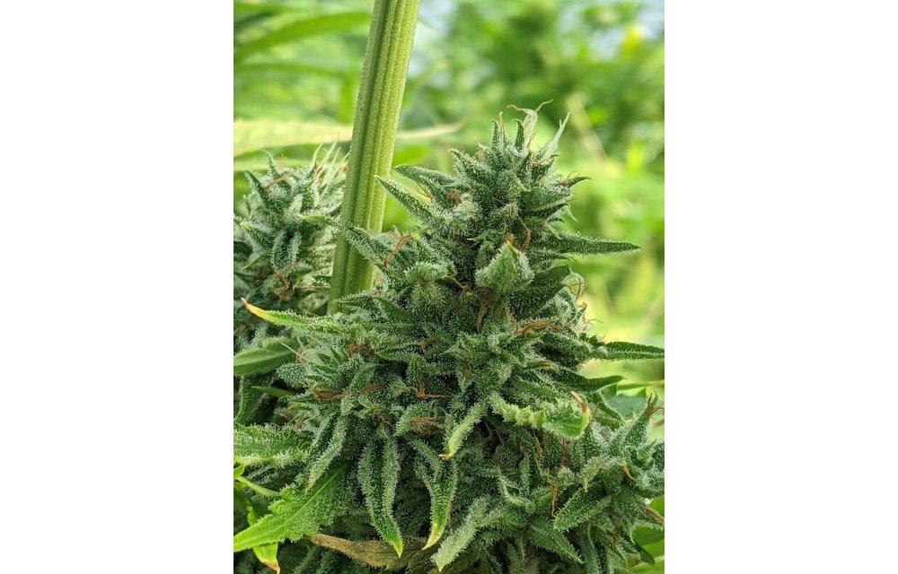 TriZzlers Auto Fem 6 pk