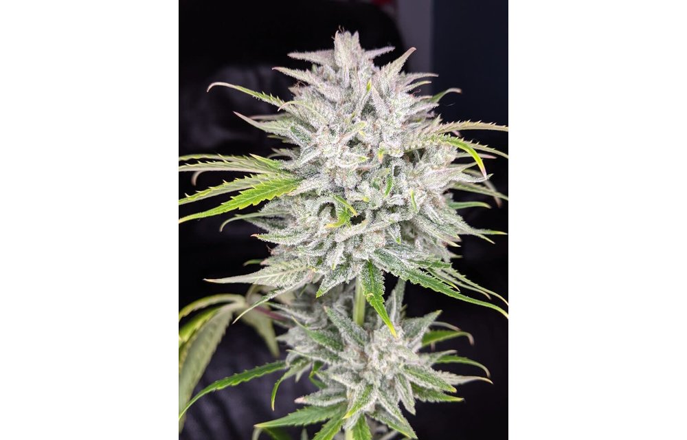 Triks Auto Fem 100 pk