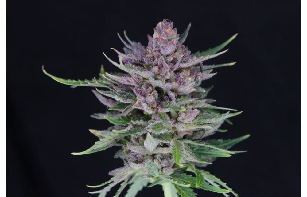 Durban Sunrise Auto Fem 100 pk