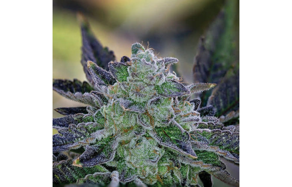 Bad Girl Fem 100 pk