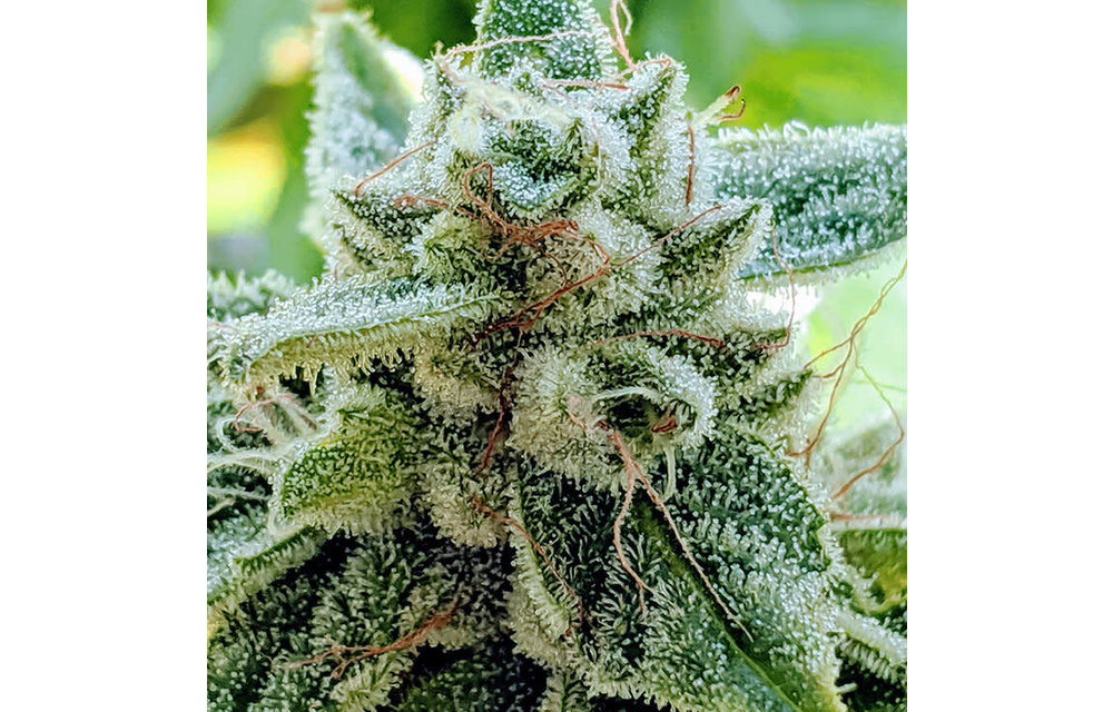 MMXX Fem 100 pk