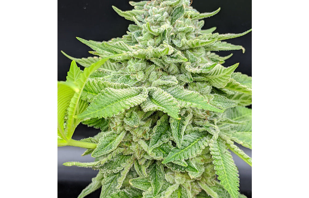 MMXX Fem 100 pk