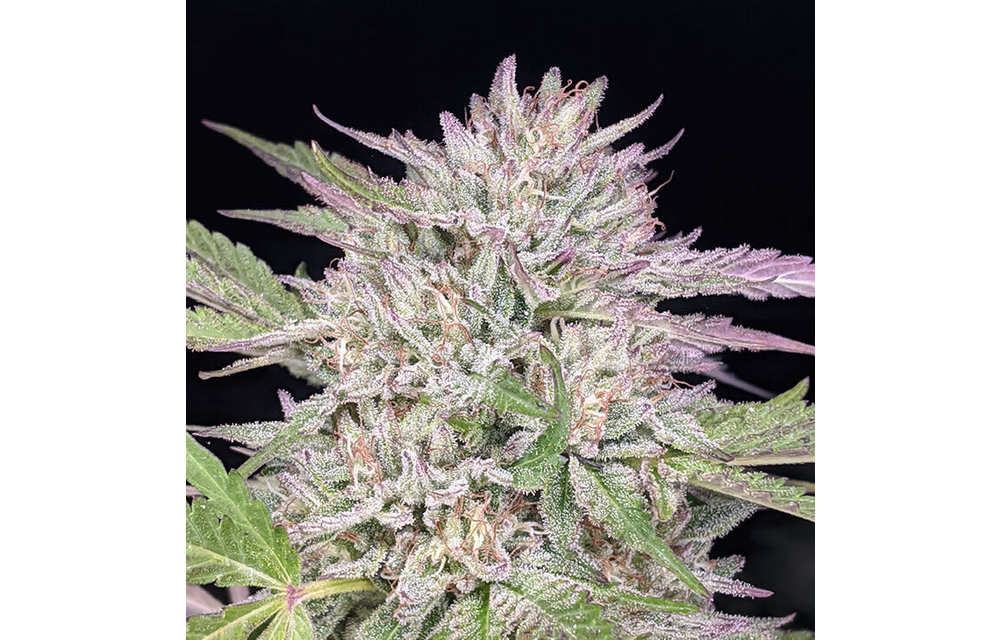 Girl Crush Fem 100 pk