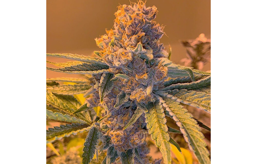 Black Cherry Pie F5 Reg 10 pk