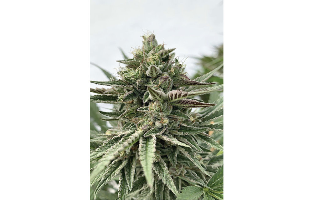 Humboldt Pound Cake Fem 10 pk