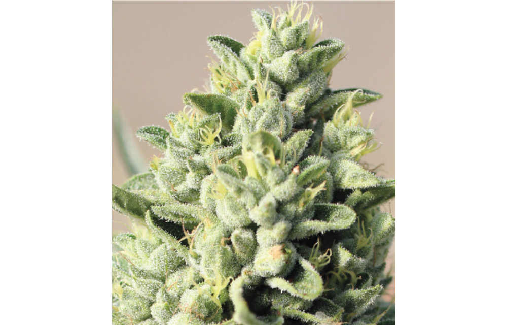 Old Growth OG Fem 10 pk
