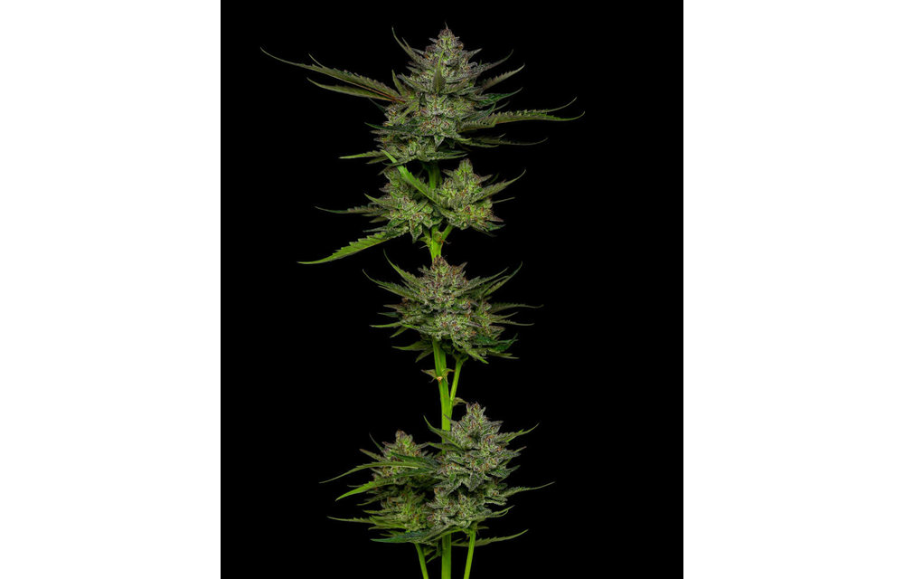 Sour Apple Auto Fem 10 pk