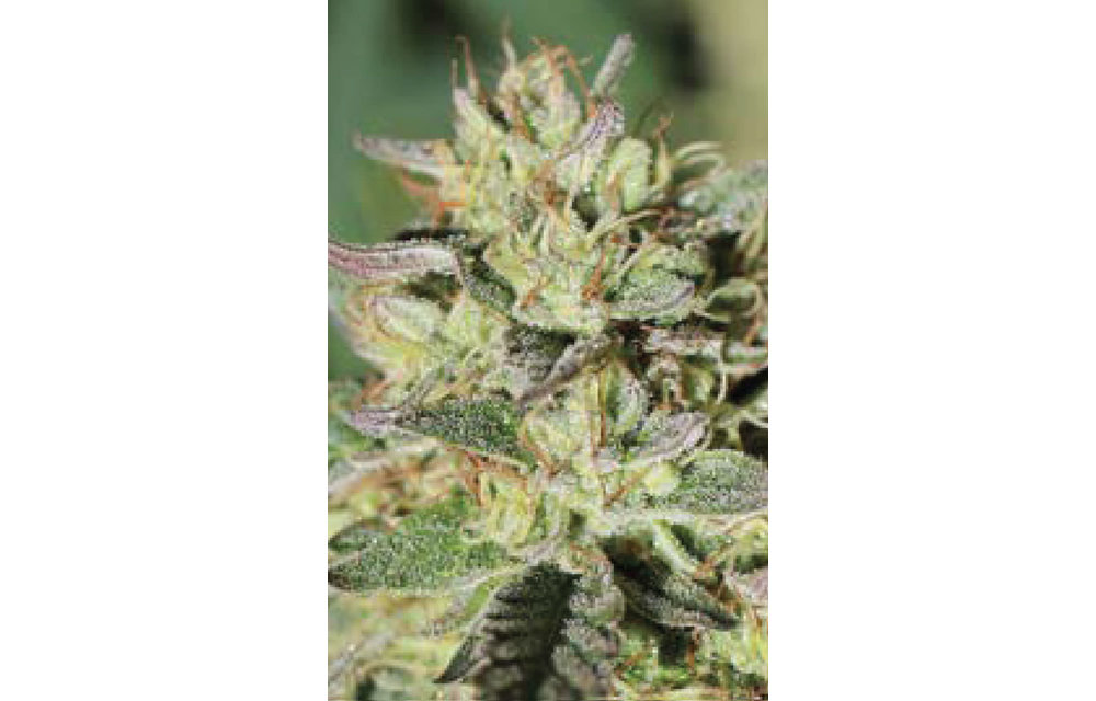 Wedding Tree Fem 10 pk