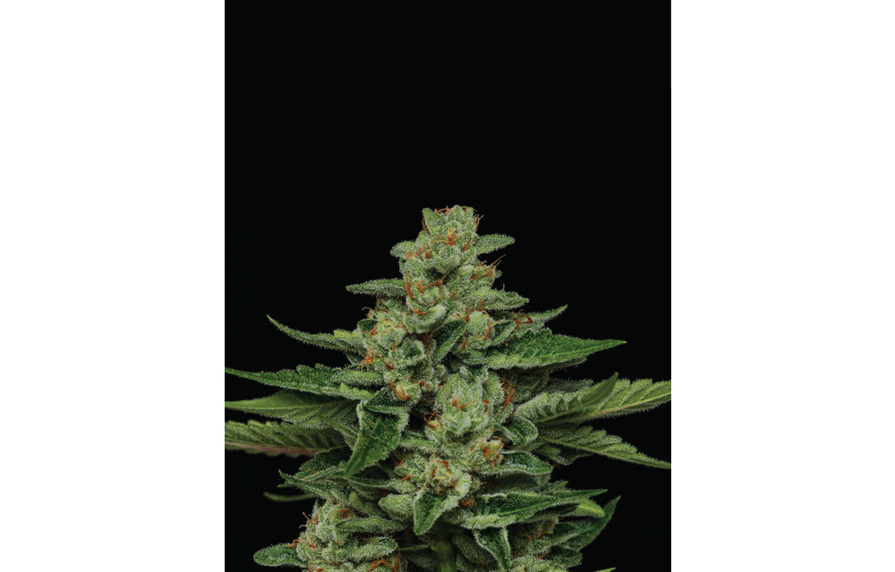 Fortune Cookie Fem 10 pk