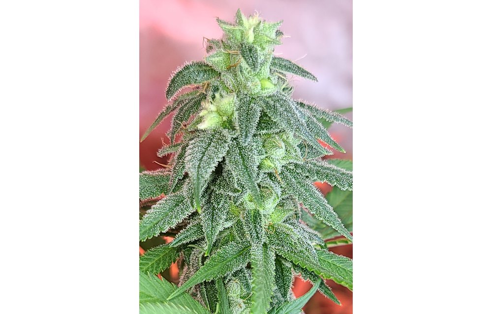 Tropicalia OG Reg 12 pk