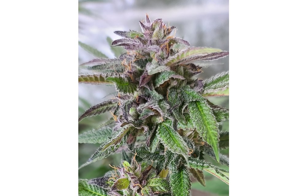 Sour Double Trop Reg 12 pk