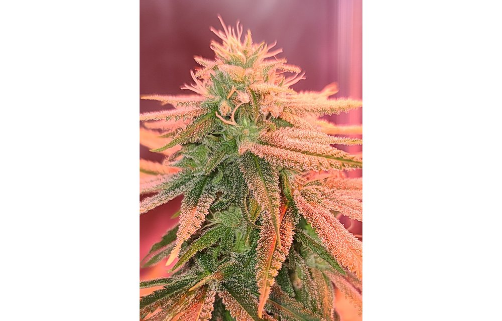 Orange Ghost Reg 12 pk
