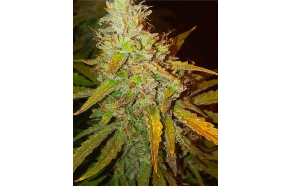 Blue Dog F4 Auto Fem 3 pk