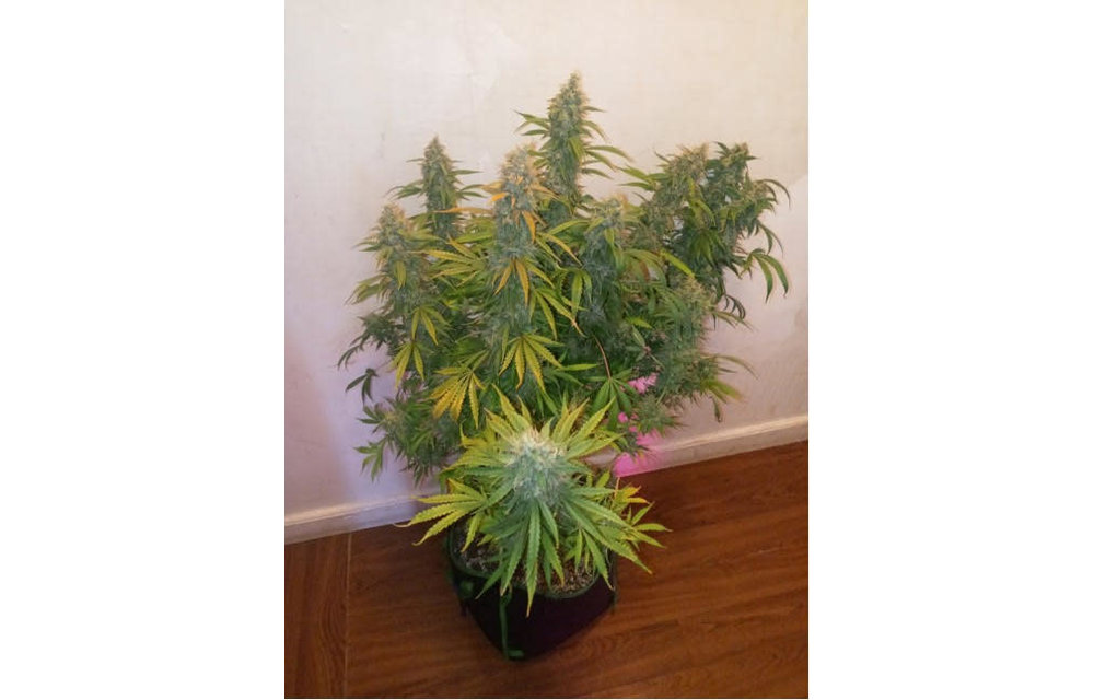 Blue Dog F4 Auto Fem 3 pk