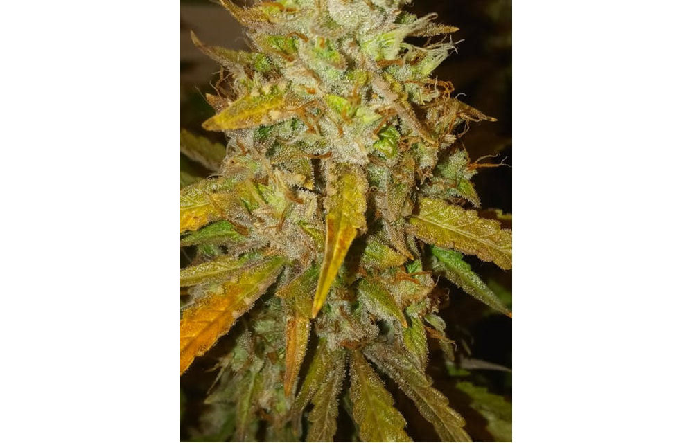 Blue Dog F4 Auto Fem 3 pk