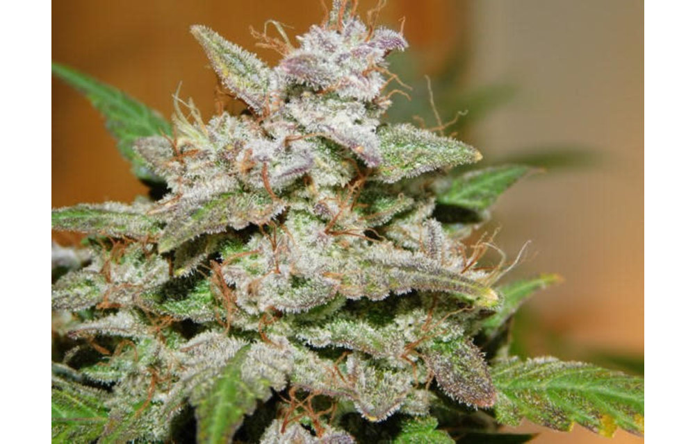 VooDoo S1 Auto Fem 3 pk