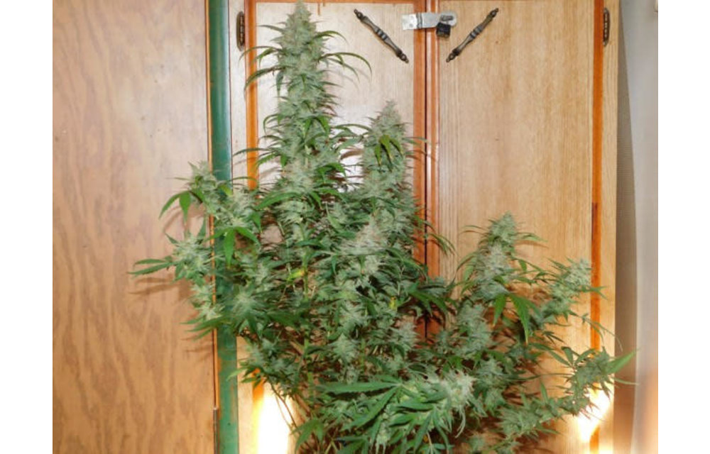 VooDoo S1 Auto Fem 3 pk
