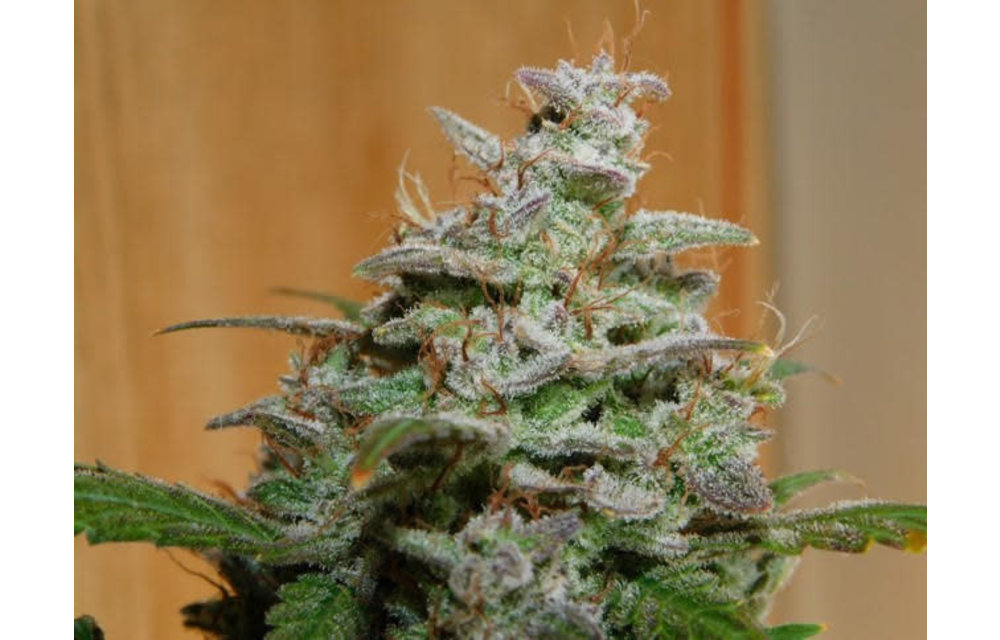 VooDoo S1 Auto Fem 3 pk